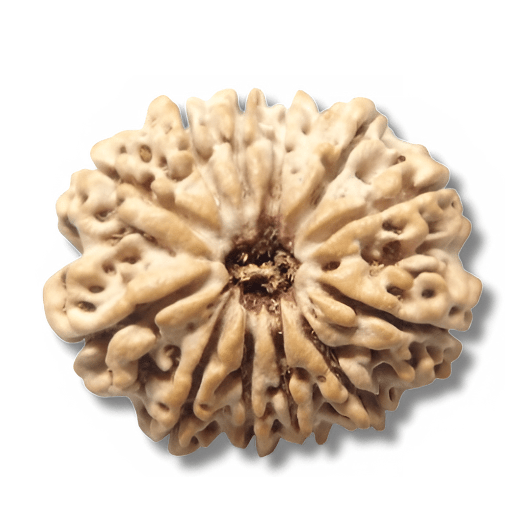 barah Mukhi Rudraksha, 12 mukhi Rudraksha, mantras for wealth and prosperity, 12 faced rudraksha, Dwadash Mukhi Rudraksha, Twelve Face Rudraksha